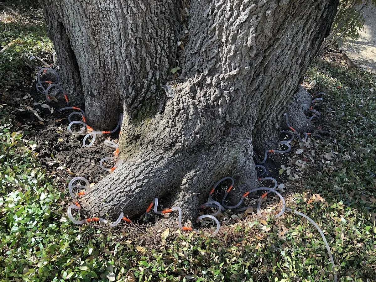 Detailed Tree Cabling and Bracing job site in Petrolia
