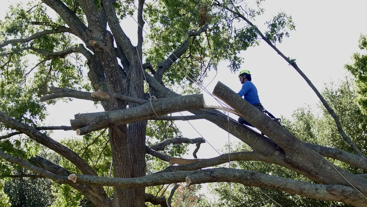 Professional Hazardous Tree Removal performed by certified arborists in Petrolia