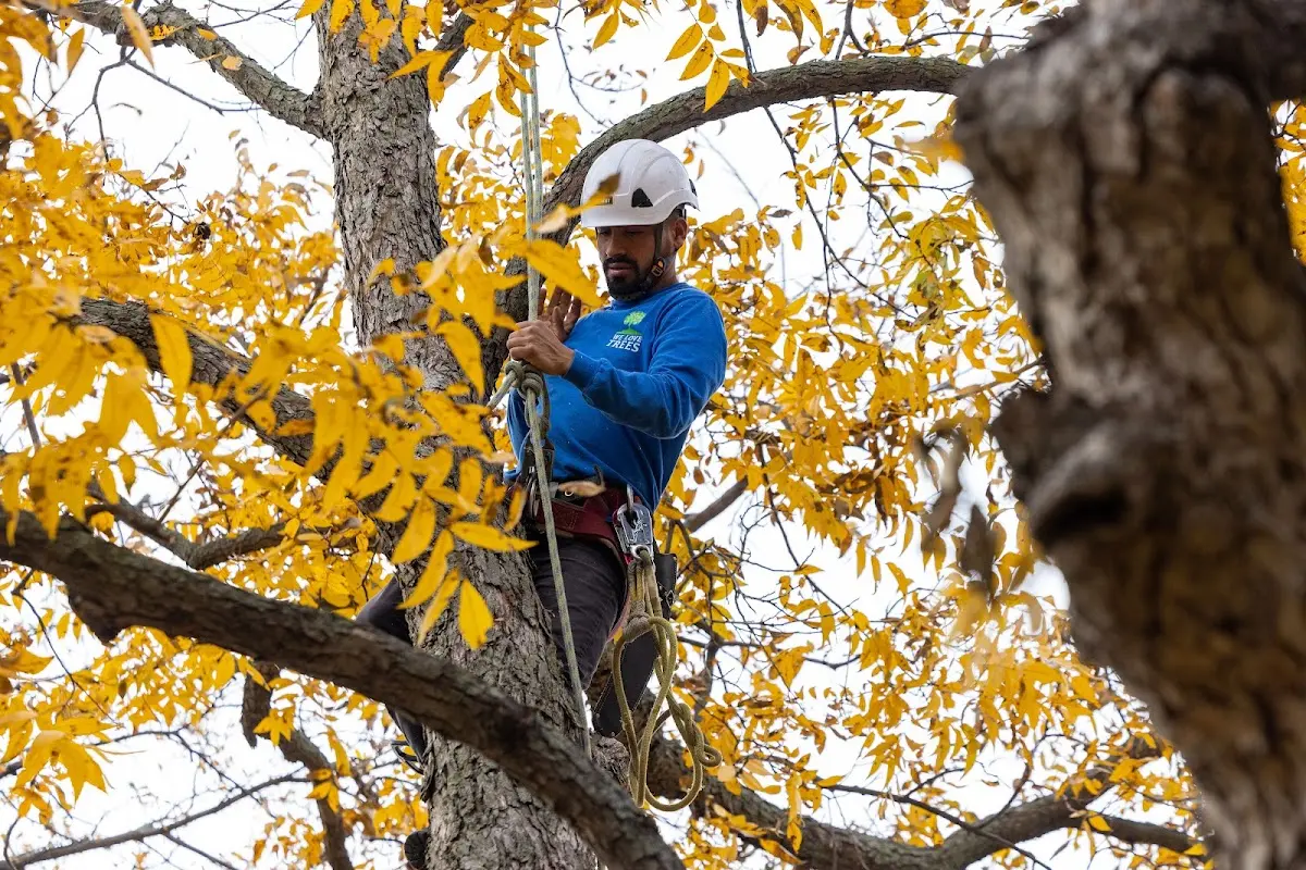 Skilled Tree Planting crew working in Petrolia