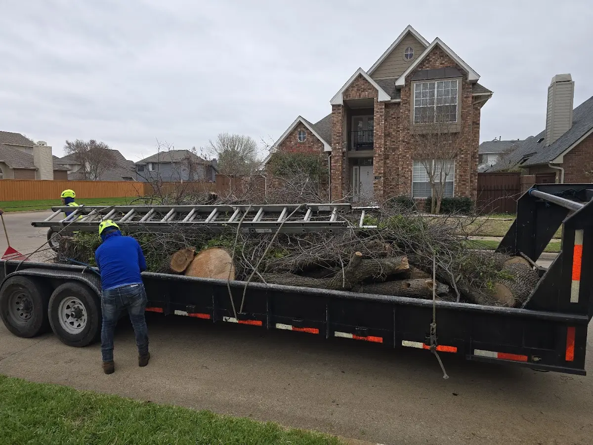 Expert Crown Reduction with proper safety equipment in Petrolia